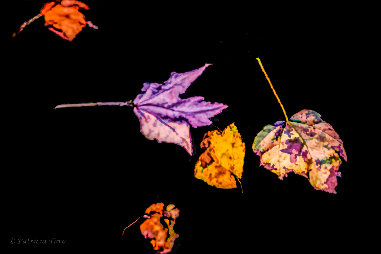 Floating Fall Leaves