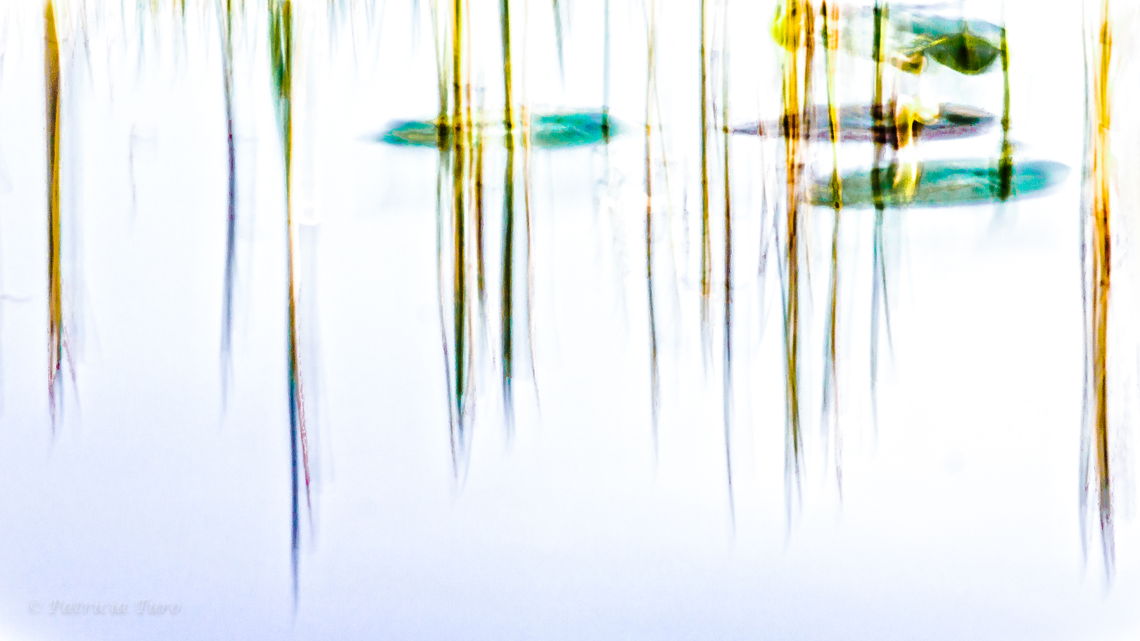Grass Reflections