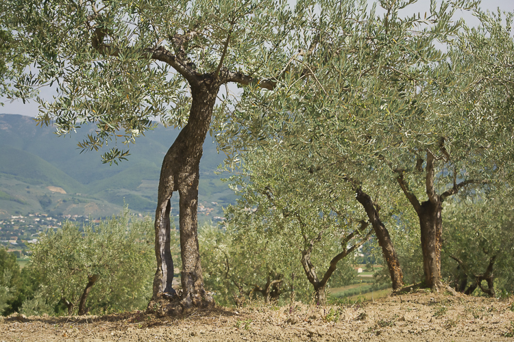 Olive Trees 7