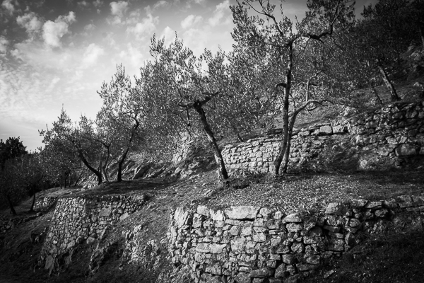 Olive Trees 6