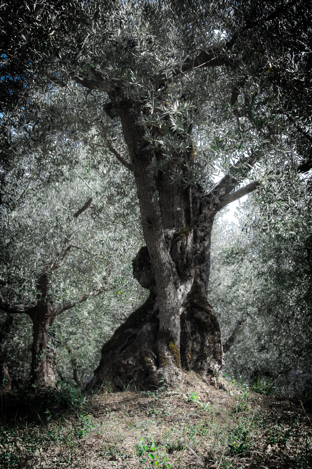 The Old Olive Tree