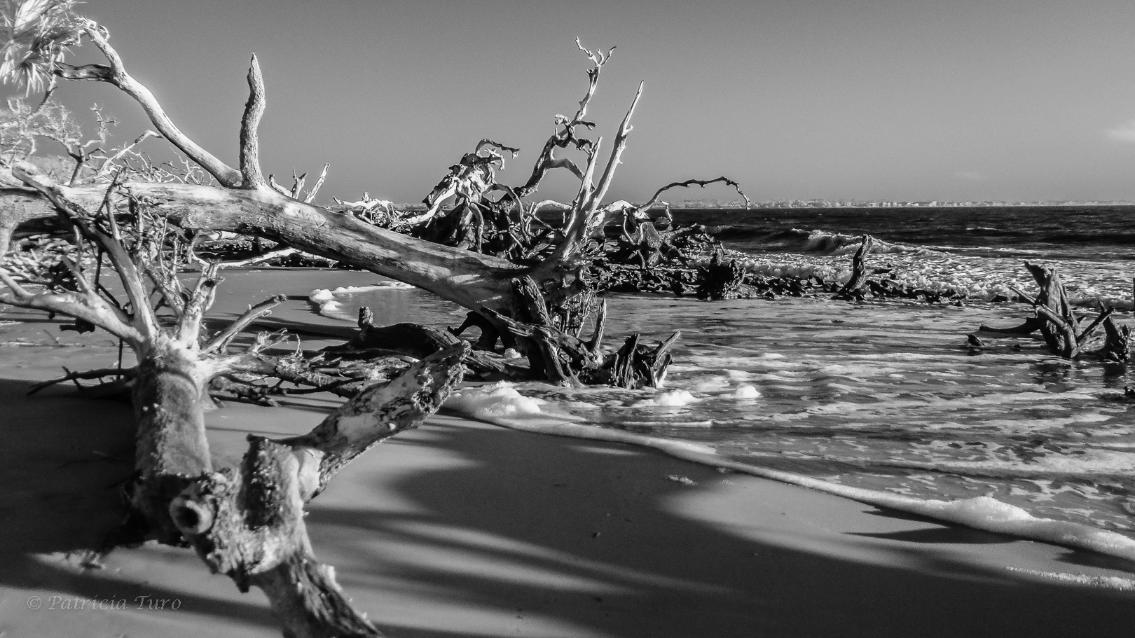 Driftwood Beach 32