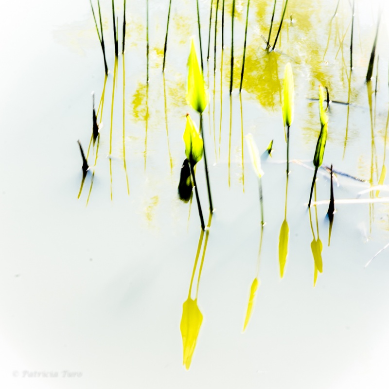 Yellow Plant reflections