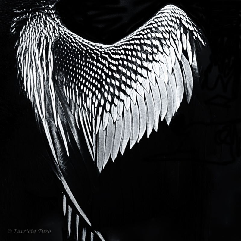 The Wing of the Ahinga
