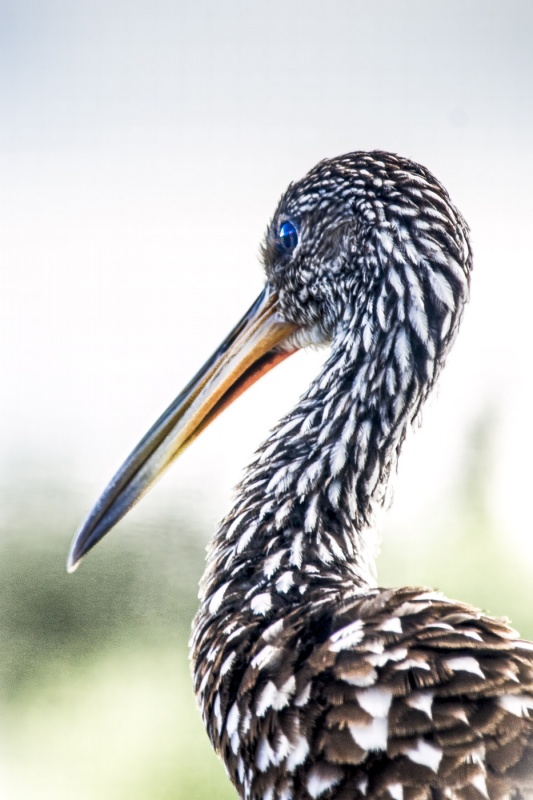 Bird with white Spots 2