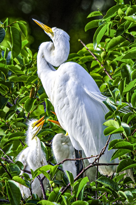 Egrets 1