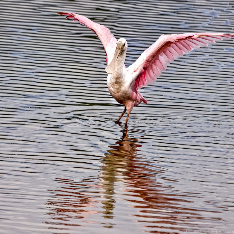 Pink Spoonbill 20