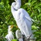 Egrets 1