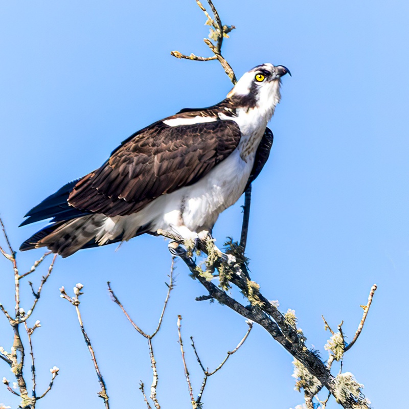 Osprey 2