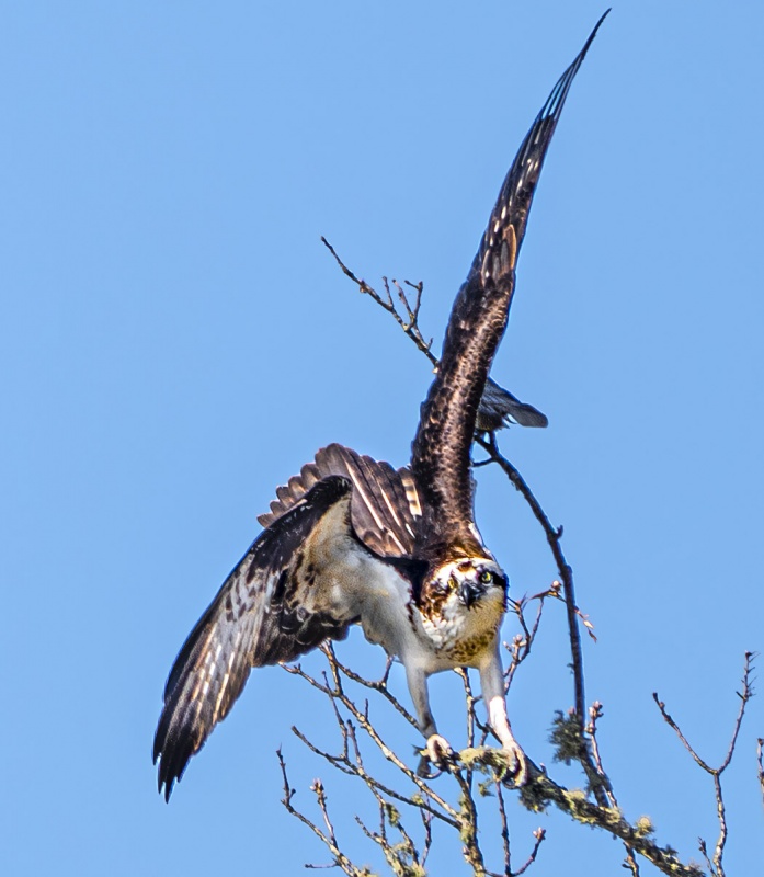 Osprey 4