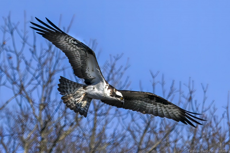 Osprey 6