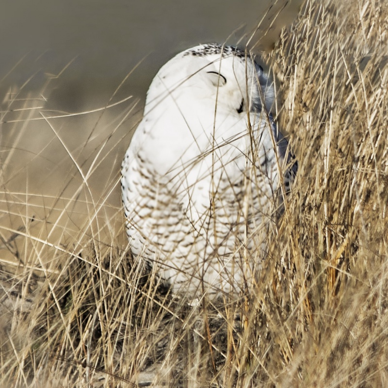 Snowy Owl 2