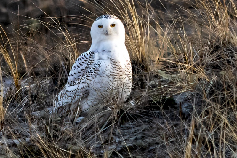 Snowy Owl 3