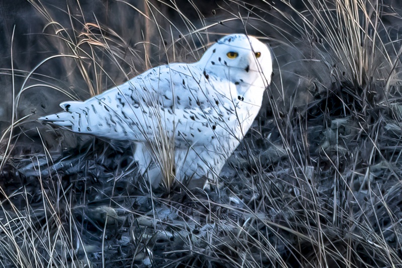 Snowy Owl 4