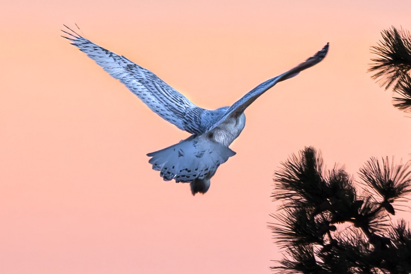 Snowy Owl 6