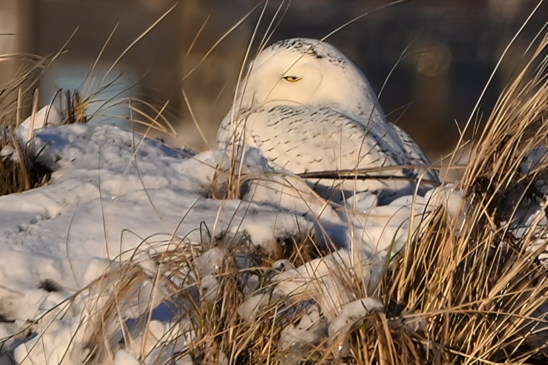 Snowy Owl 8