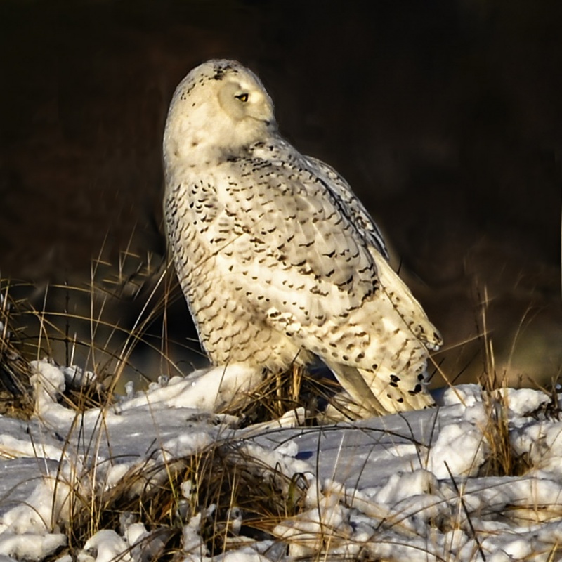 Snowy Owl 11