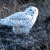 Snowy Owl 4