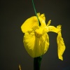 Irises 12