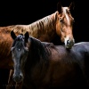 Brown & Black Horses