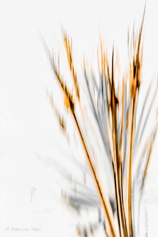 Burnt Palms