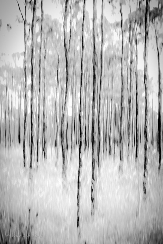 March of the Trees