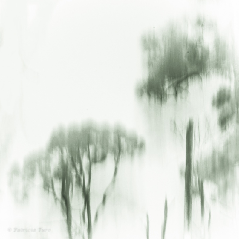 Trees 29