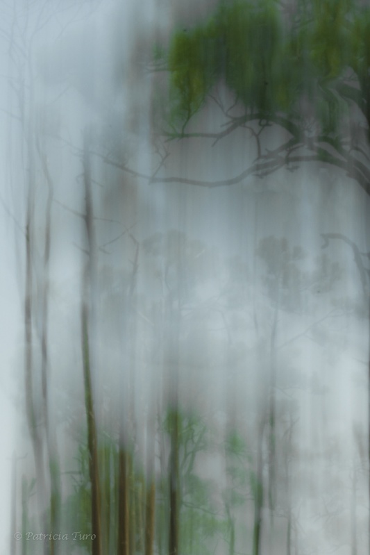 Trees 9