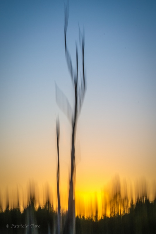 Trees 12