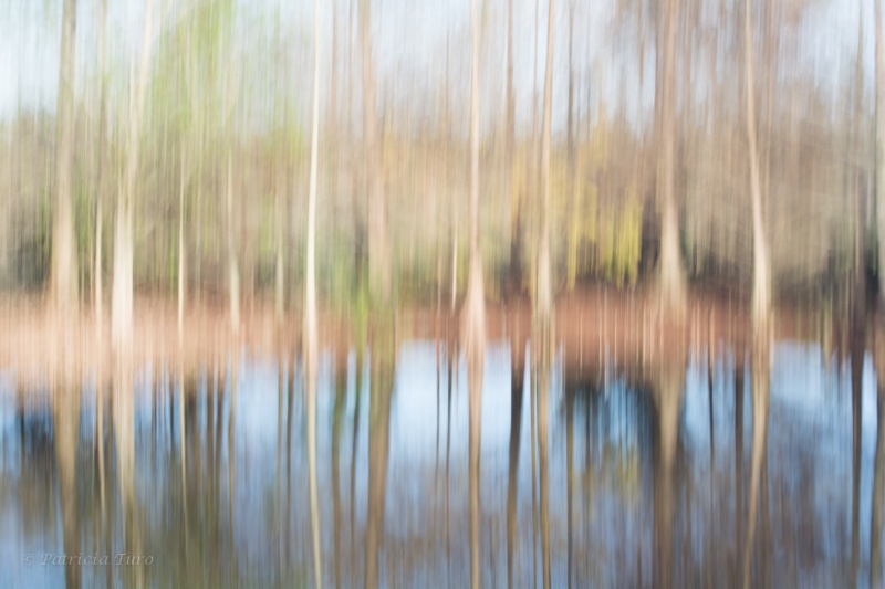 Trees 17