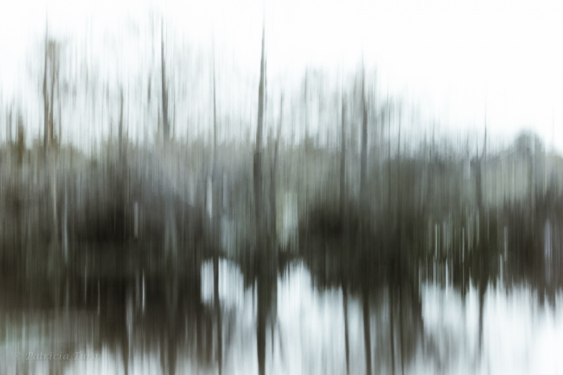 Trees 20