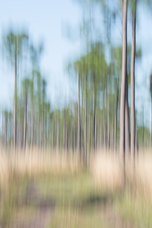 Trees 27