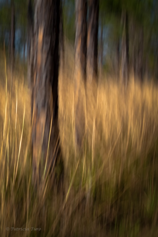 Trees 28