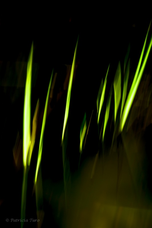 Weeds 4
