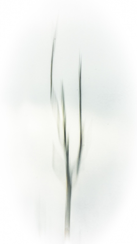Branch