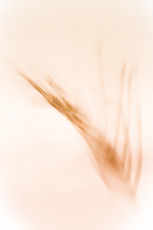 Sunset Weed