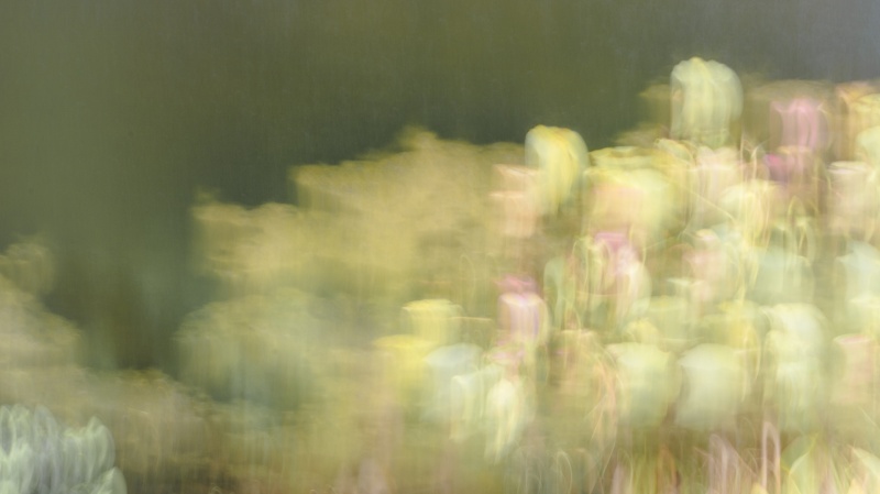 Dance of Lillies