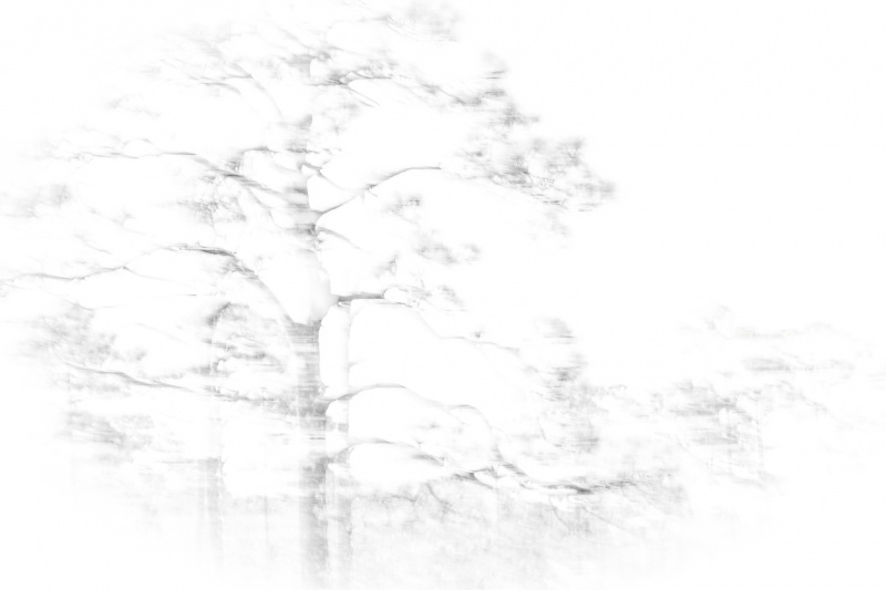 Winter Forest