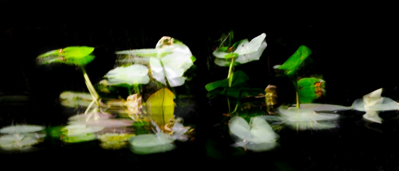 Echoes of Lillies