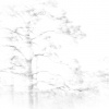 Winter Forest
