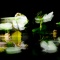 Echoes of Lillies