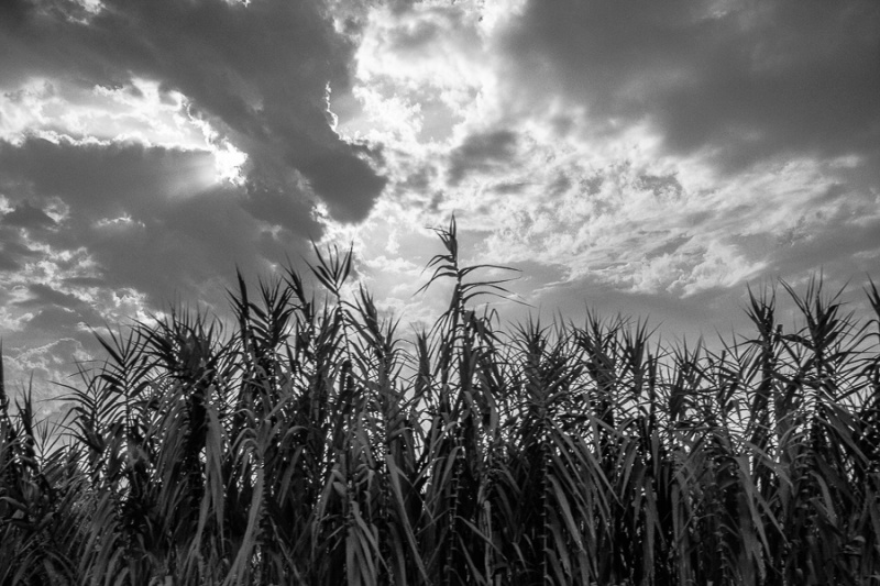Umbria Corn Fields