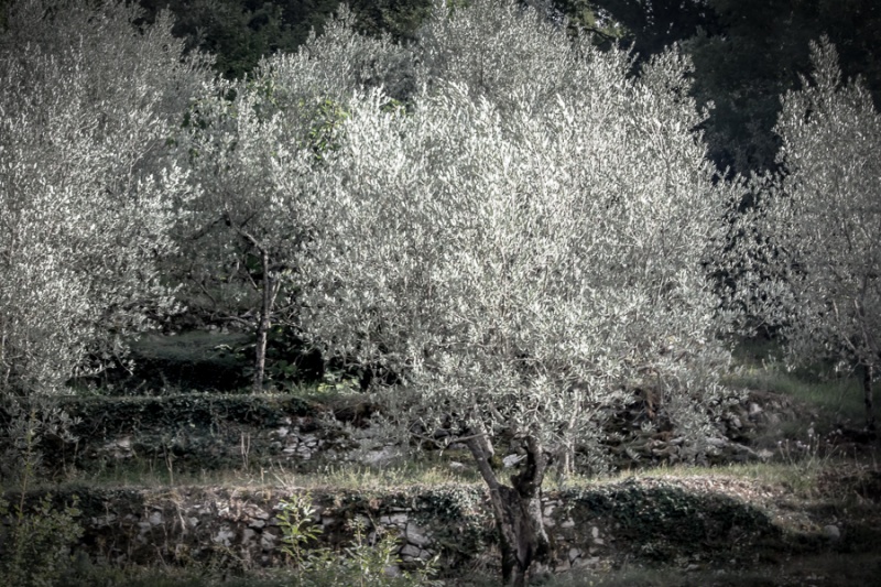 Olive Trees 5