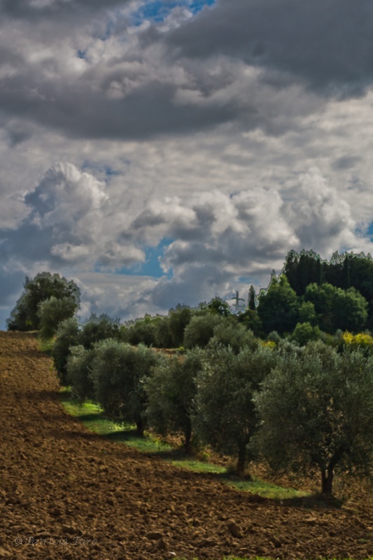 Olive Tree 2