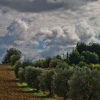 Olive Tree 2