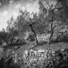 Olive Trees 6