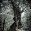 The Old Olive Tree