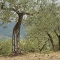 Olive Trees 7