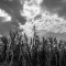 Umbria Corn Fields