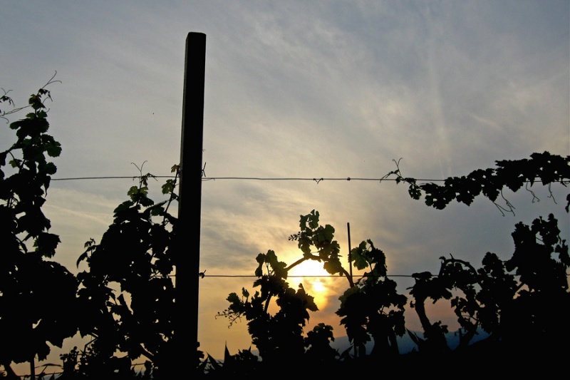 Vineyard Sunset